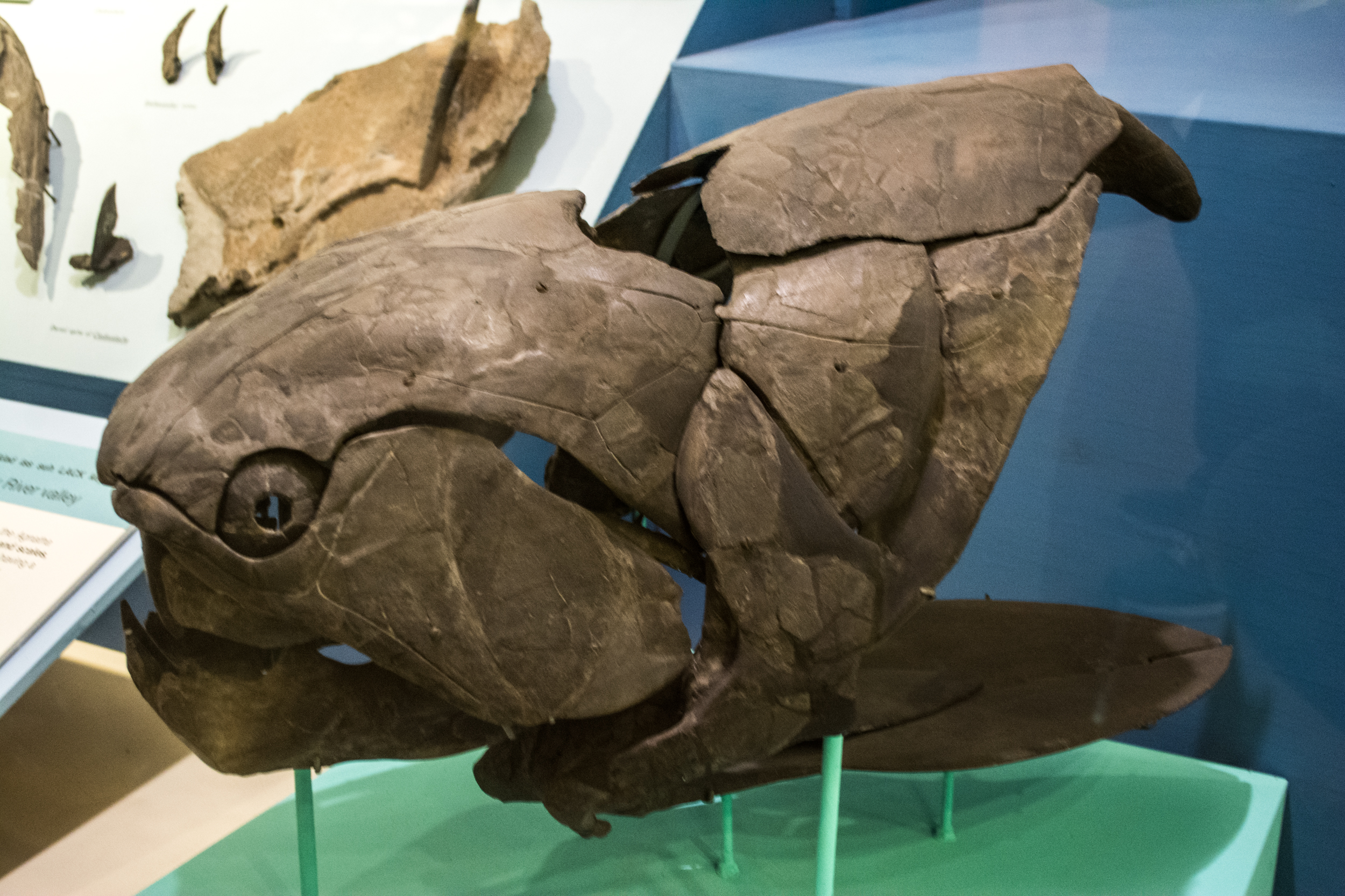 Dunkleosteus: The Armored Sea Monster (image credits: wikimedia)