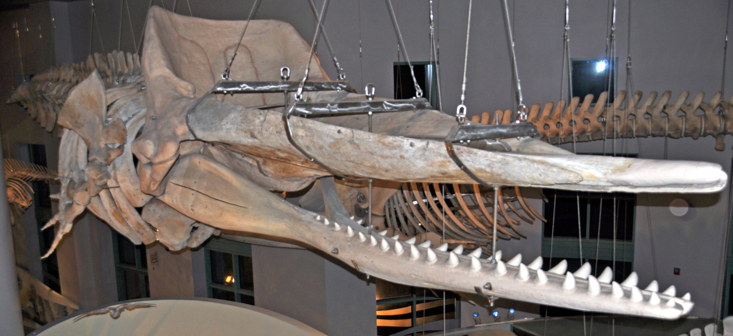 Social Lives of Ancient Beasts (image credits: wikimedia)