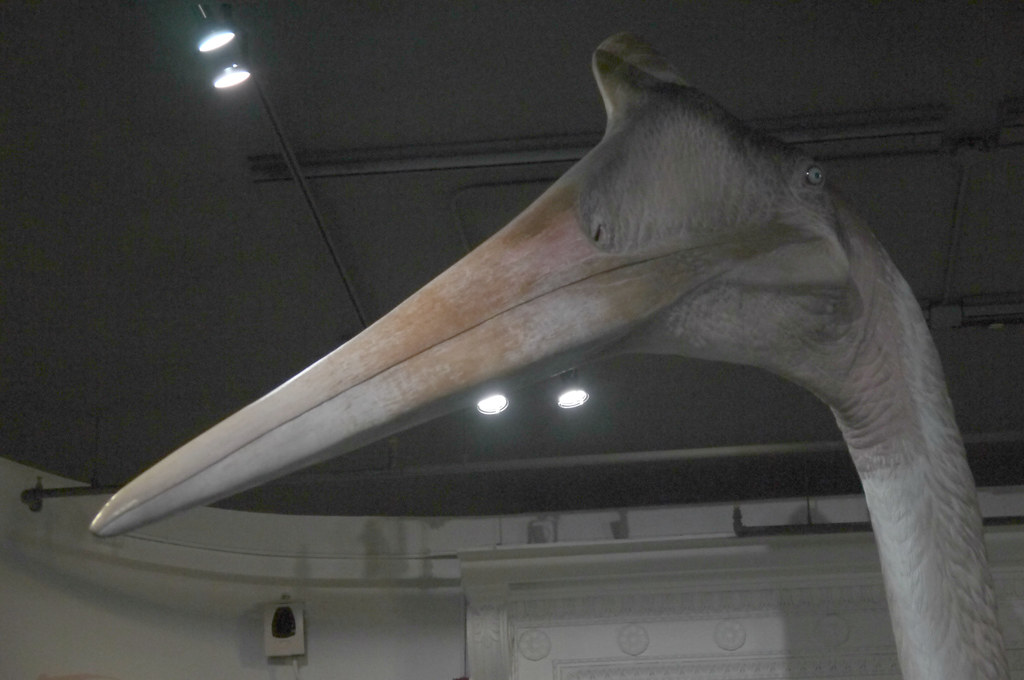 A Beak Built for Precision Hunting (image credits: flickr)