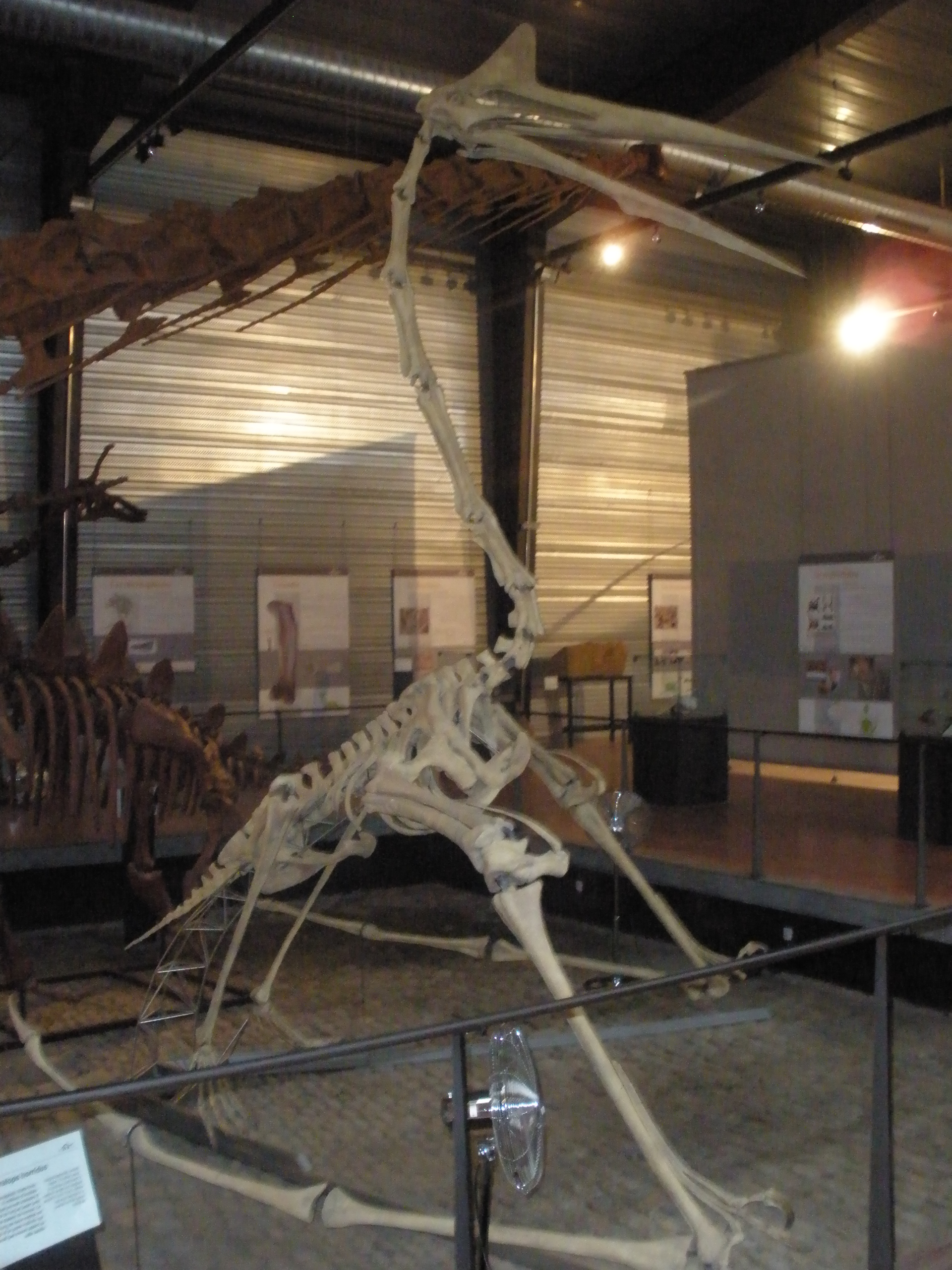 Fossil Evidence That Rewrote Aviation History (image credits: wikimedia)