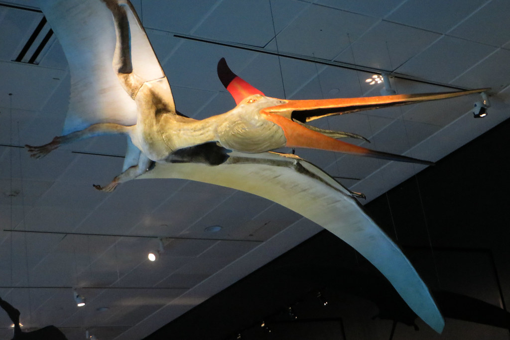 The Ongoing Mystery of Pterosaur Colors (image credits: flickr)