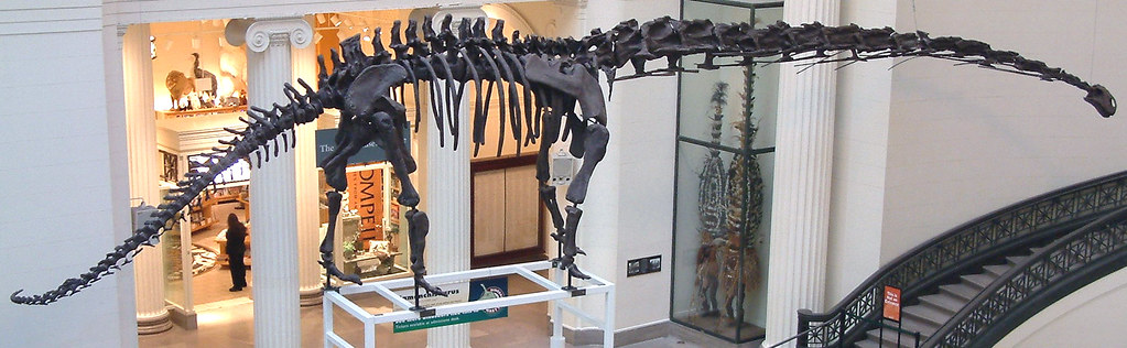 Sauropods and Science in Sichuan: Inside Chengdu's Dinosaur Exhibit