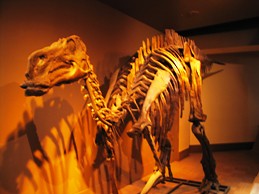 The Global Perspective on Dinosaur Classification (image credits: flickr)