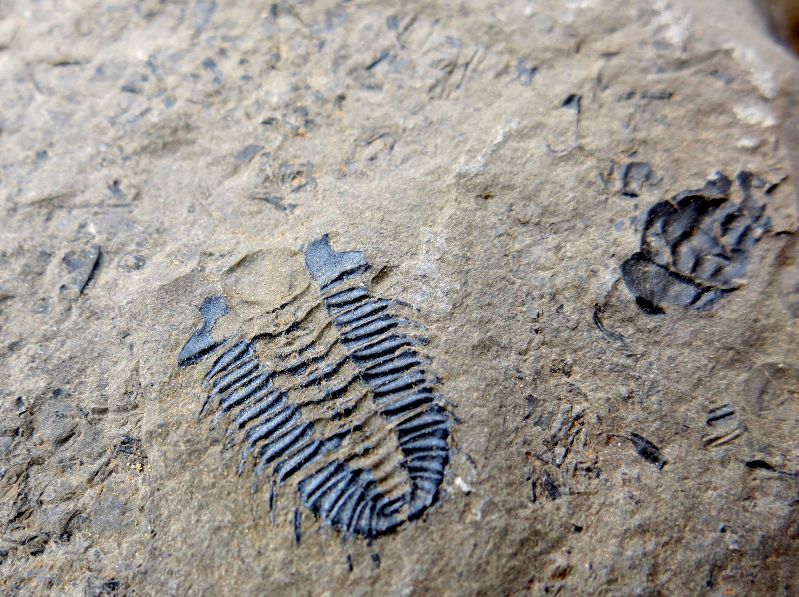 A Time Capsule From the Cambrian Explosion (image credits: wikimedia)