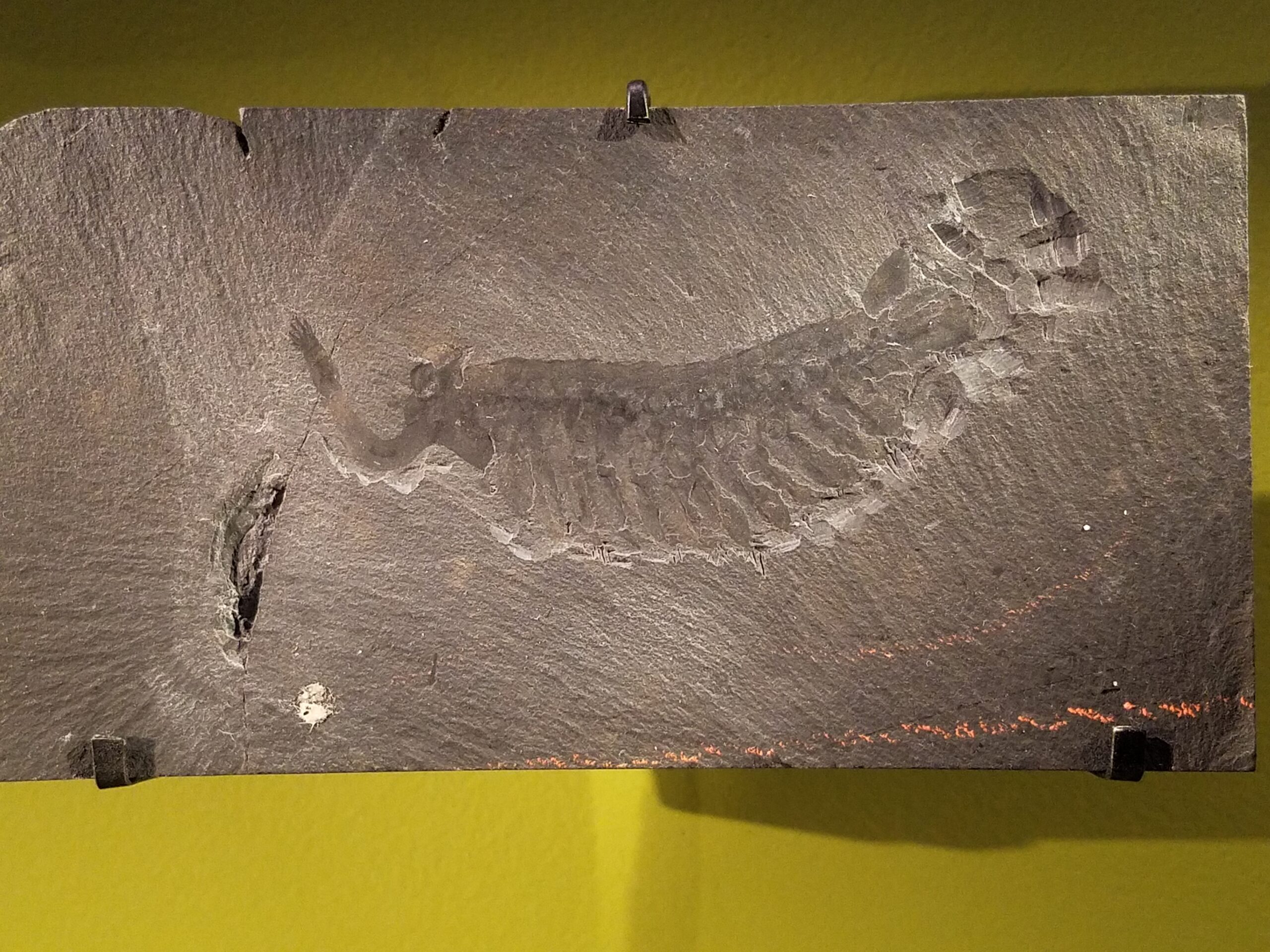 Opabinia: The Five-Eyed Vacuum Cleaner (image credits: wikimedia)