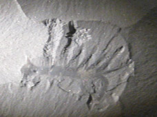Hallucigenia: The Nightmare Walker (image credits: wikimedia)