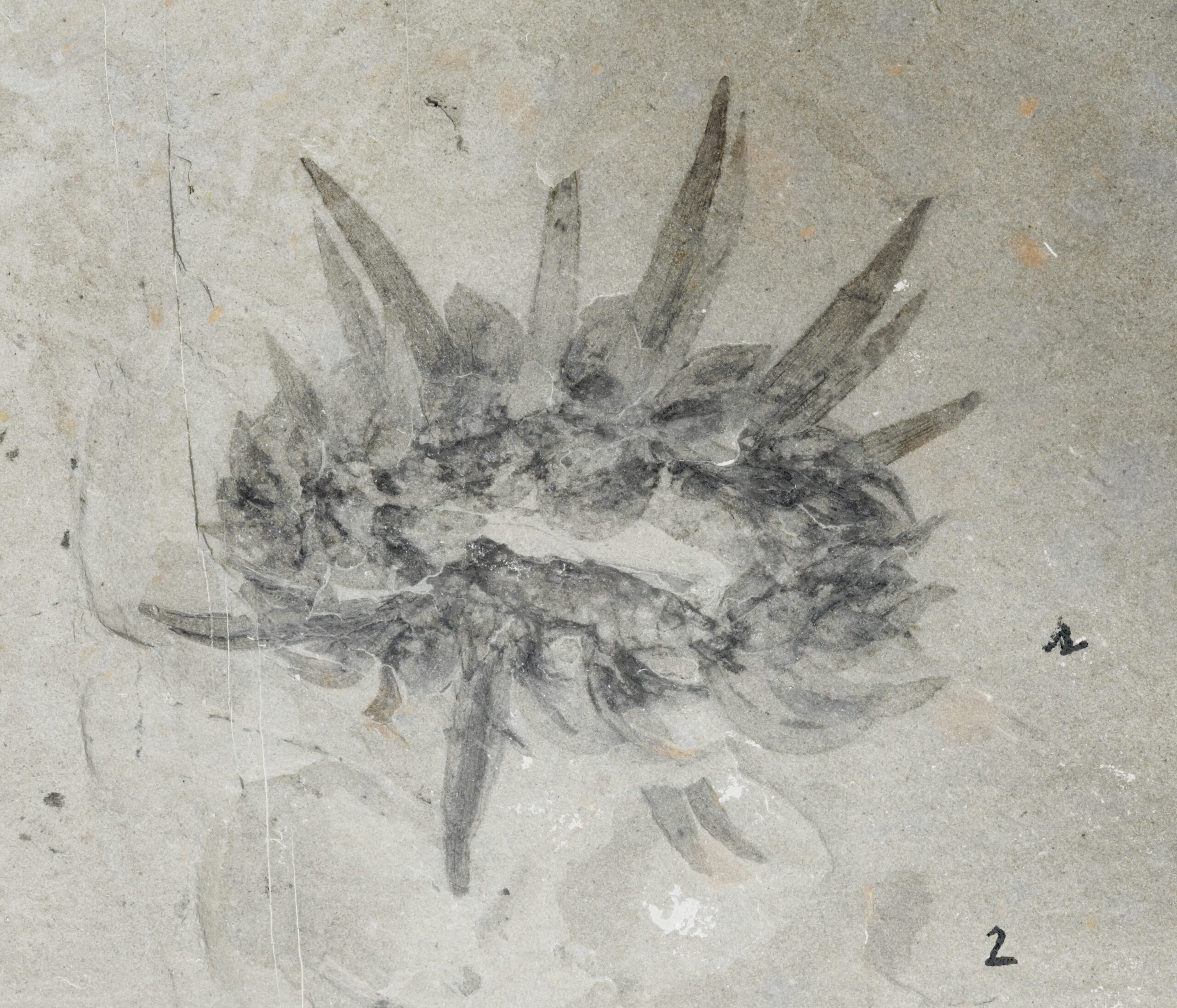Wiwaxia: The Armored Enigma (image credits: wikimedia)
