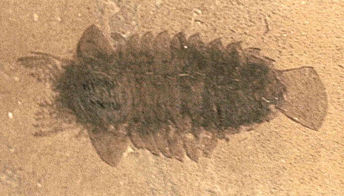Sanctacaris: The Mysterious Arthropod (image credits: wikimedia)