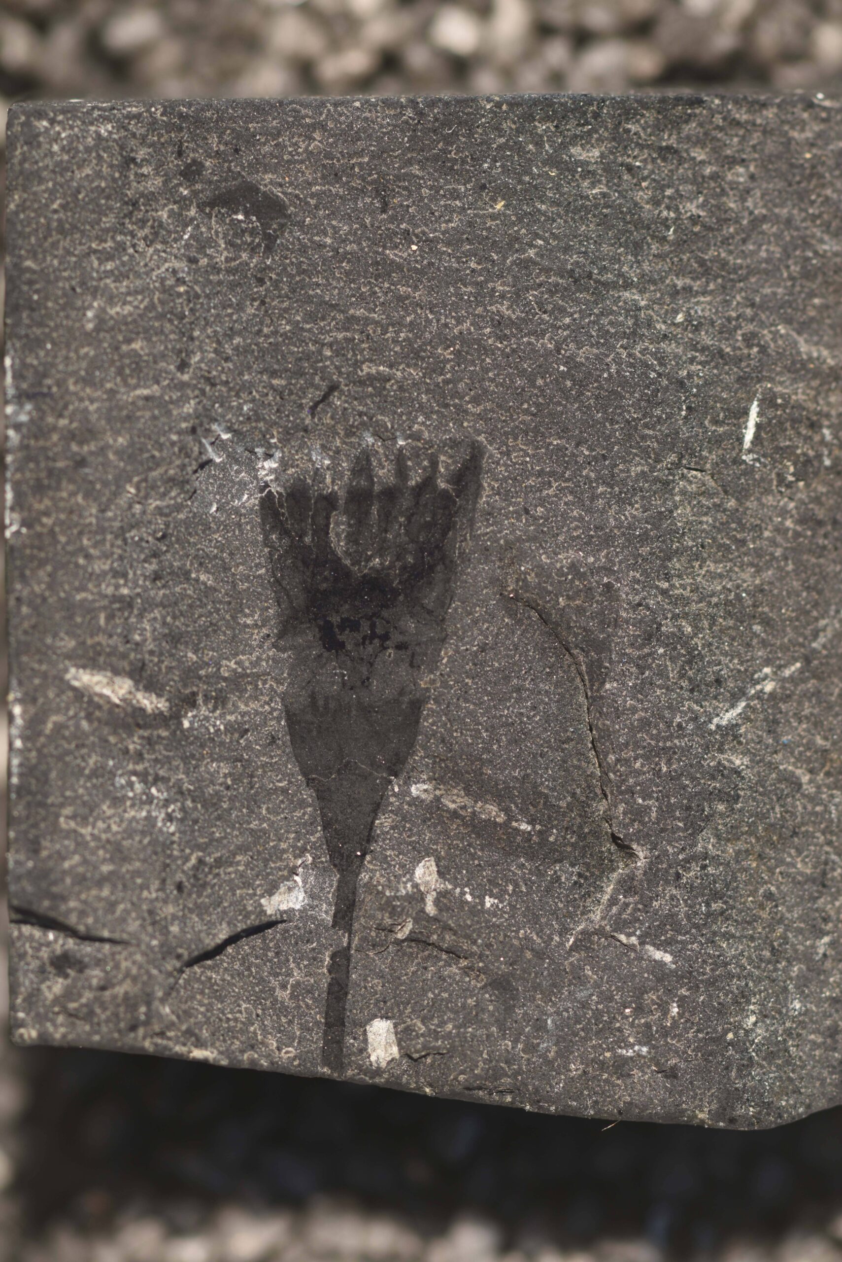 Dinomischus: The Flower Animal (image credits: wikimedia)