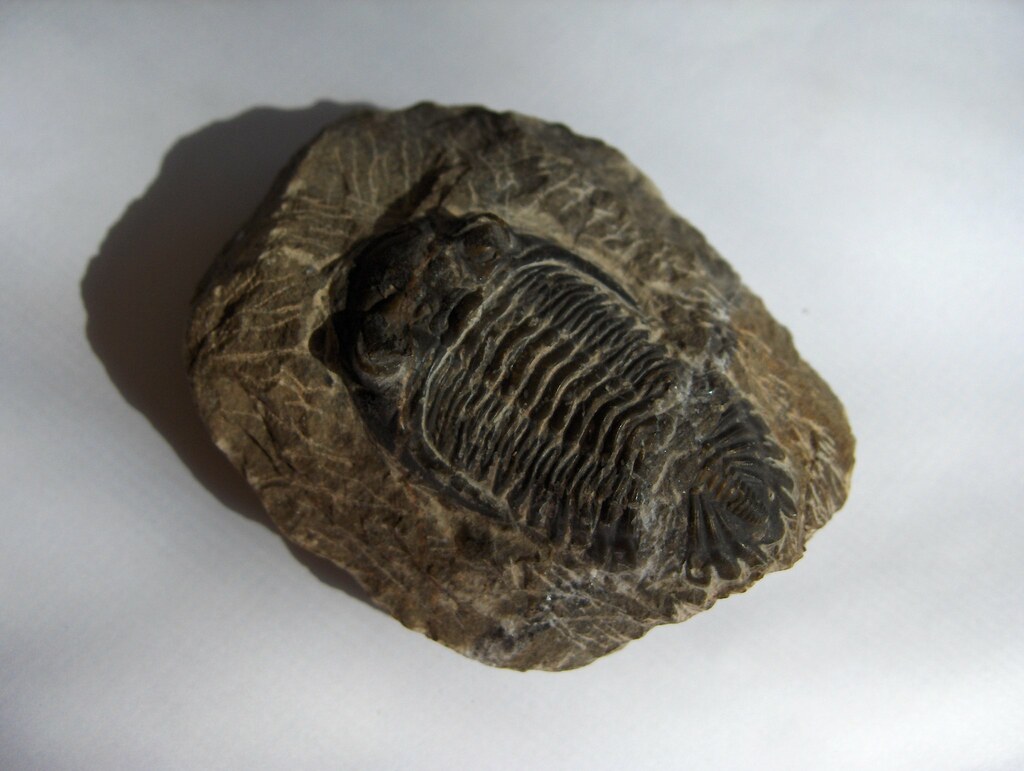 Leanchoilia: The Grasping Predator (image credits: flickr)