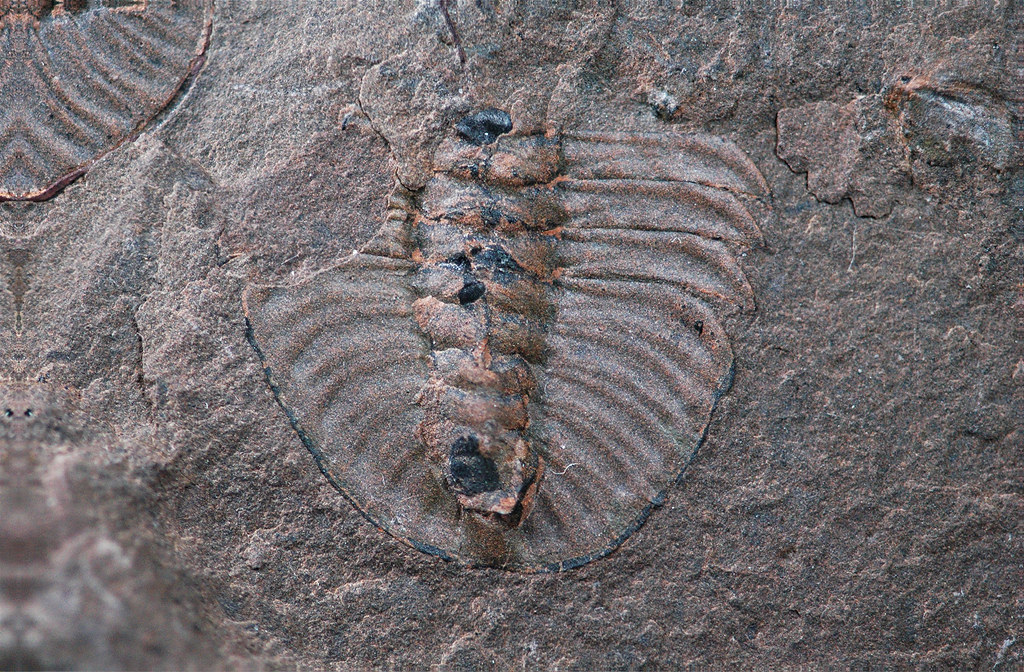 The Legacy of Burgess Shale's Bizarre Menagerie (image credits: flickr)