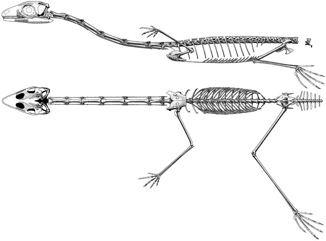 Sharovipteryx: The Backwards Flying Experiment (image credits: wikimedia)