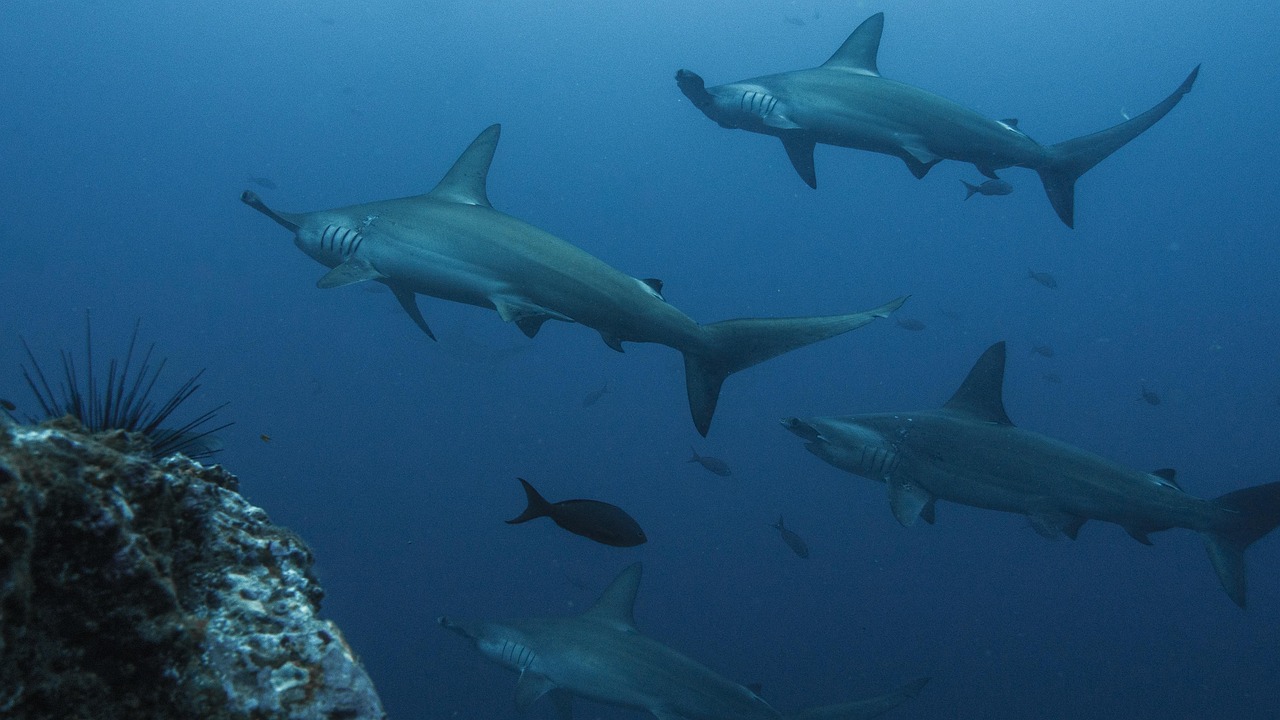 Atopodentatus: The Hammerhead Herbivore (image credits: pixabay)