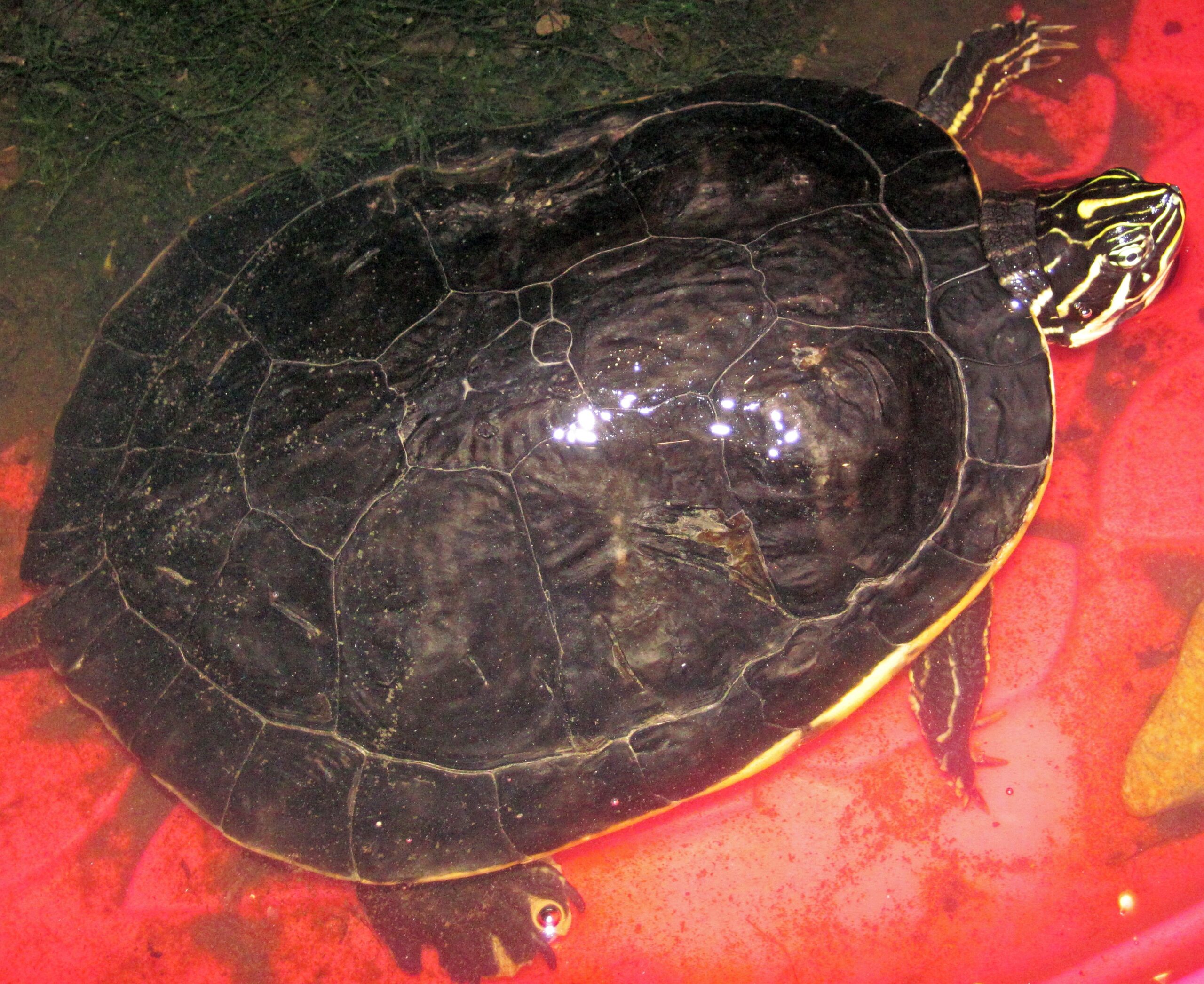 Henodus: The Turtle That Forgot How to Swim (image credits: wikimedia)