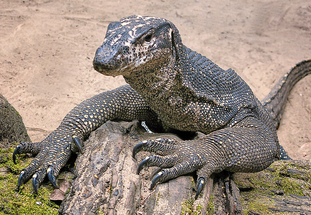Drepanosaurus: The Monkey-Lizard with a Claw (image credits: flickr)
