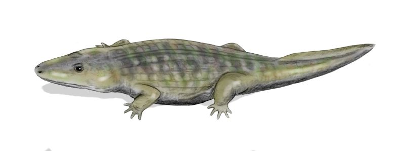 Paracyclotosaurus: The Salamander That Grew Up Wrong (image credits: wikimedia)