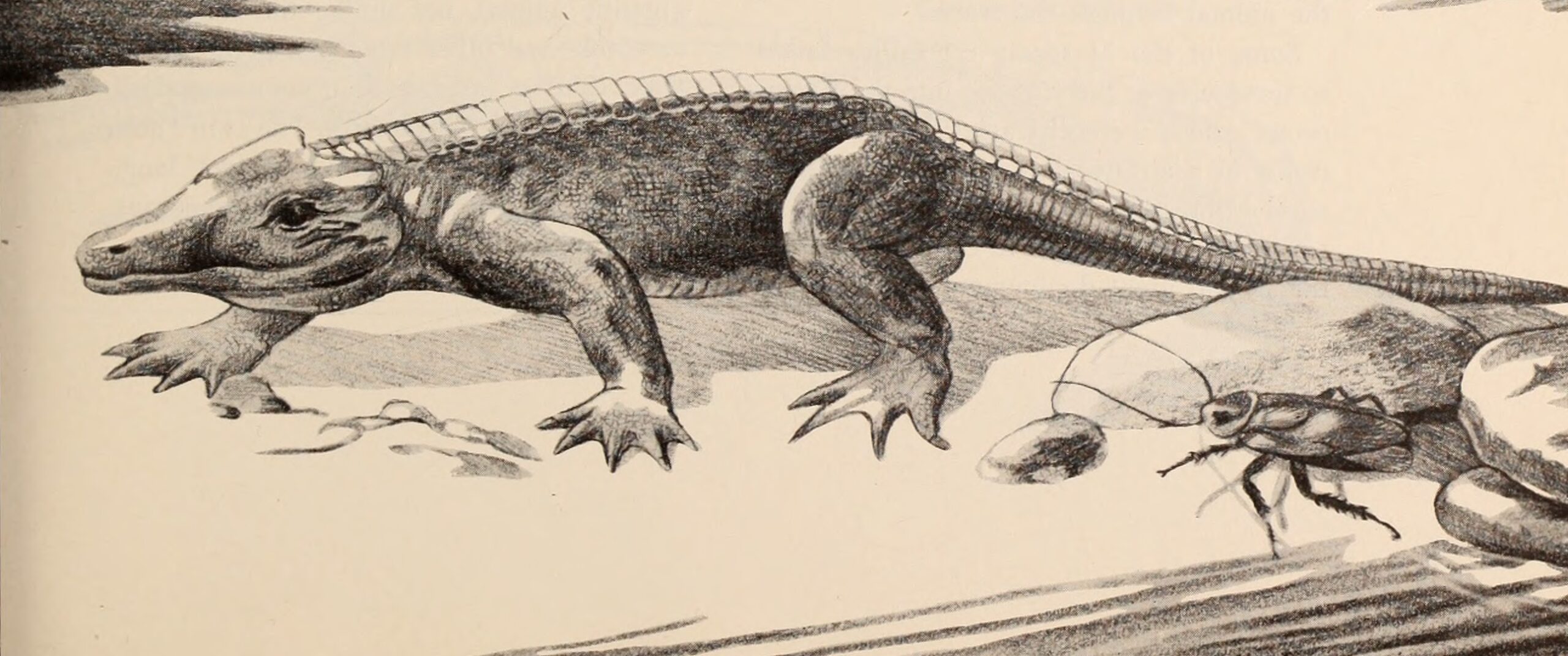 Vancleavea: The Armored Eel That Wasn't (image credits: wikimedia)