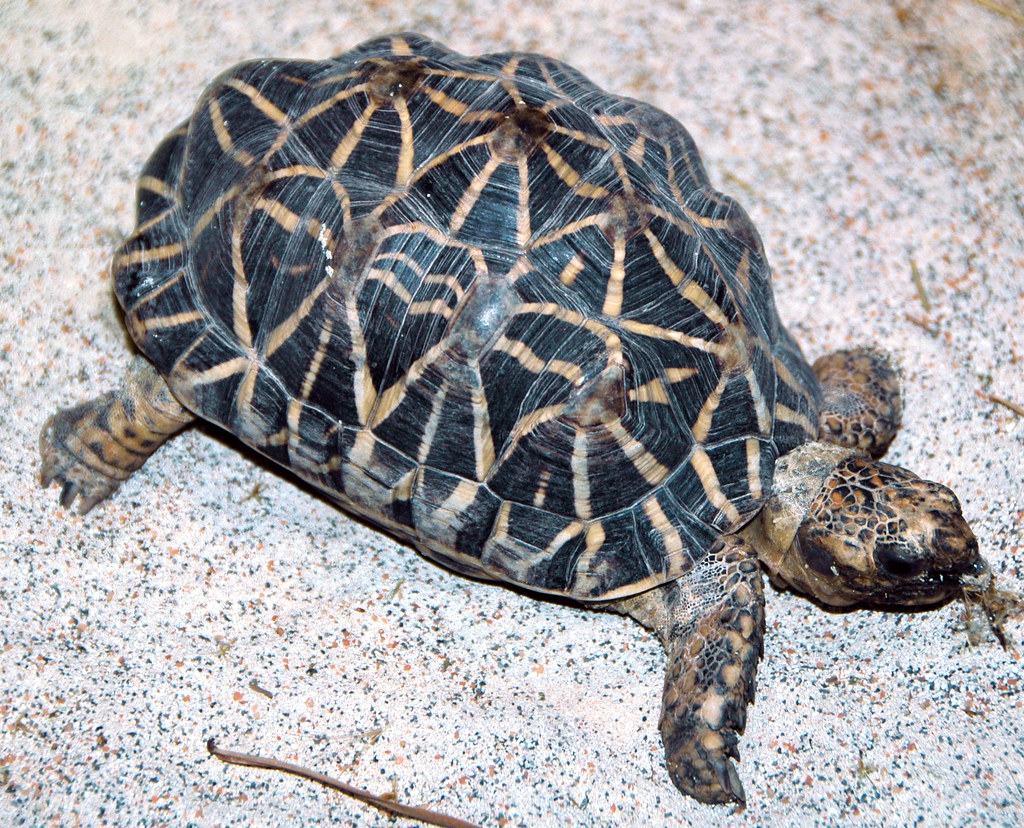 Sinosaurosphargis: The Turtle That Wasn't a Turtle (image credits: flickr)