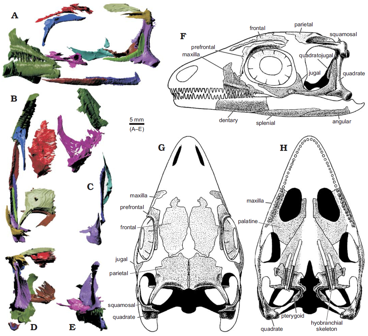 Kuehneosaurus: The Gliding Lizard with Airplane Wings (image credits: wikimedia)