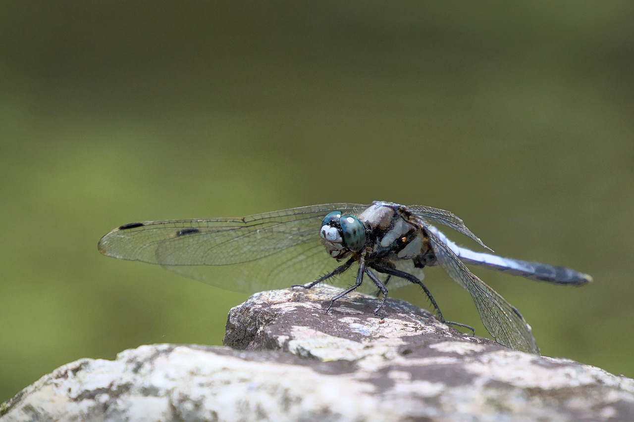 Giant Dragonflies: The Apex Predators of Ancient Skies (image credits: pixabay)