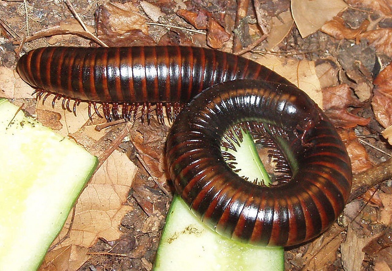 Millipedes the Size of Alligators (image credits: pixabay)