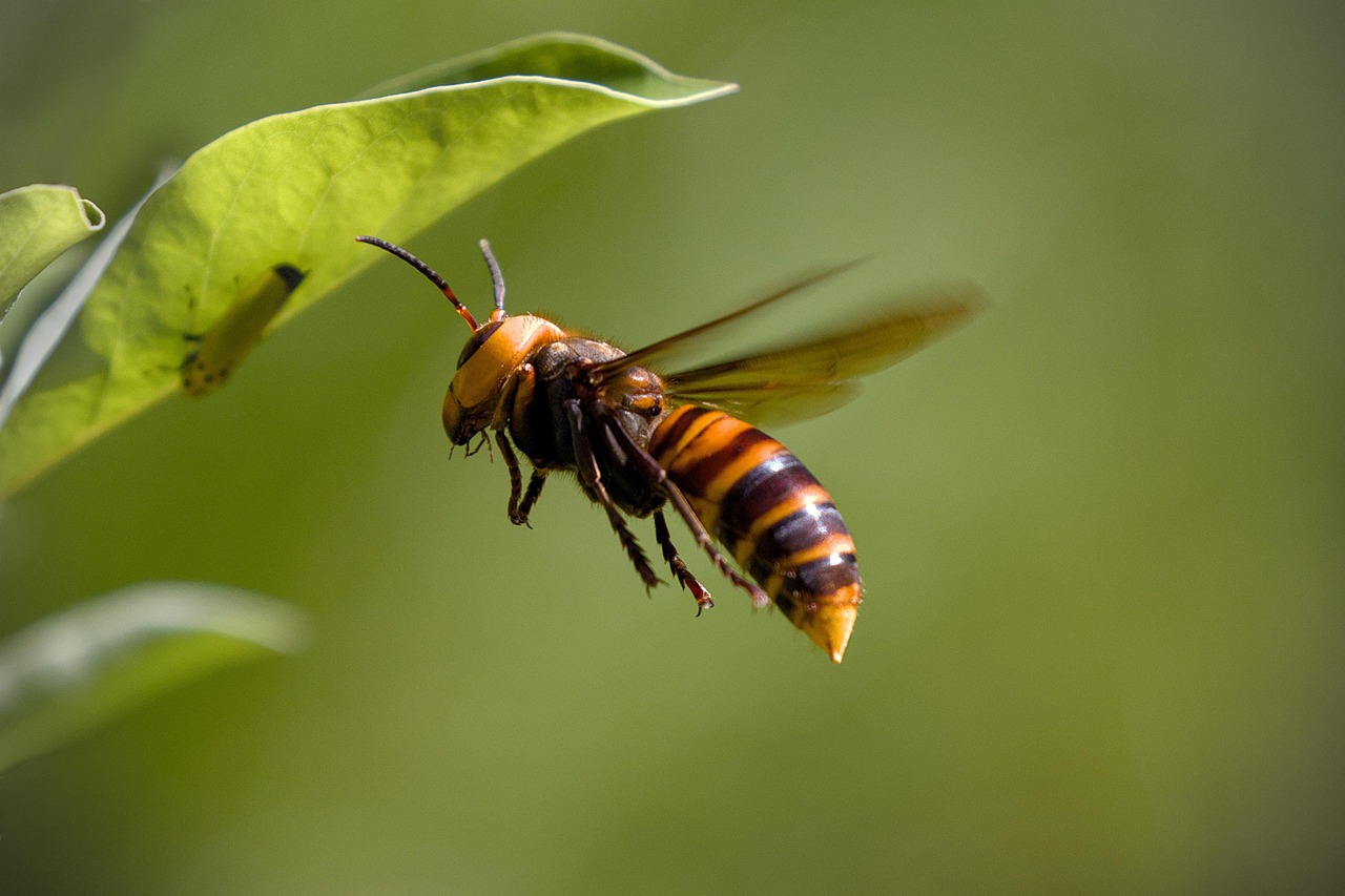 The Science Behind Insect Gigantism (image credits: pixabay)