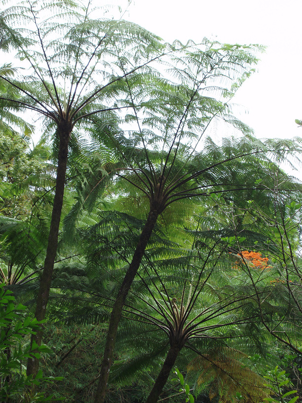 Plant Life: The Foundation of Giant Ecosystems (image credits: flickr)