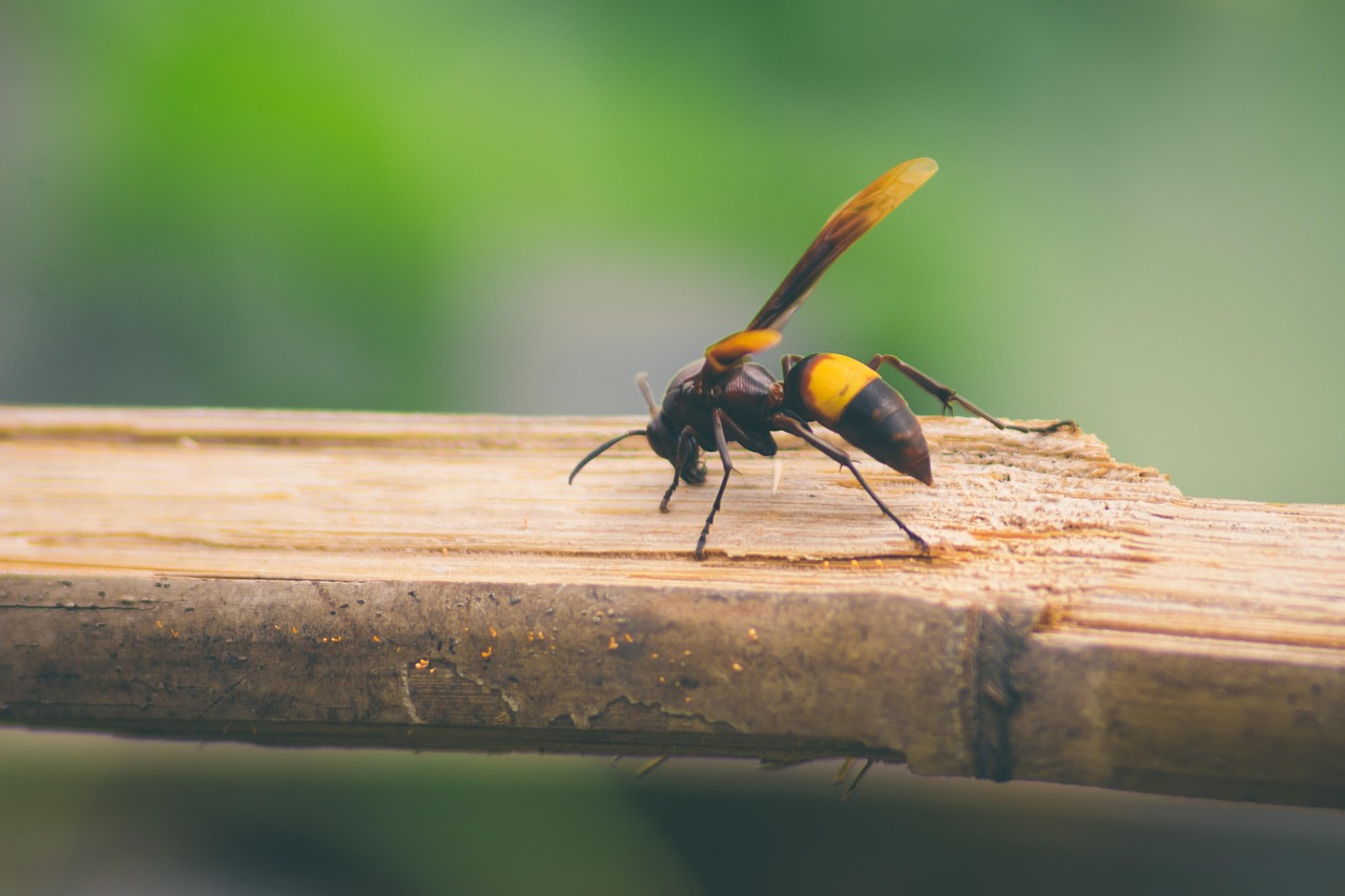 The End of an Era: Why Giants Disappeared (image credits: pixabay)