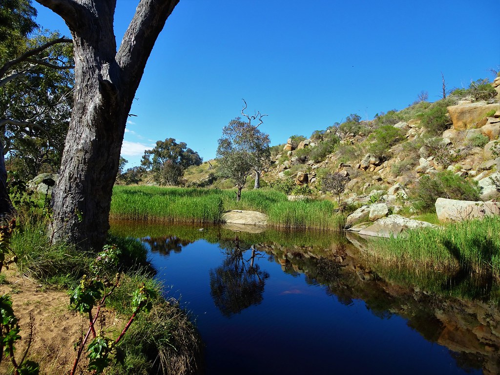 Inside the Ancient Swamps Where Coal—and Giant Bugs—Formed