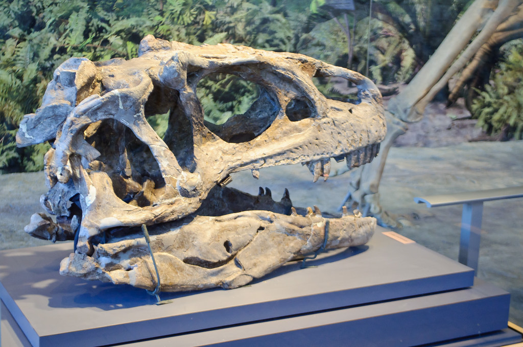 The Heavyweight Champions of the Jurassic (image credits: flickr)