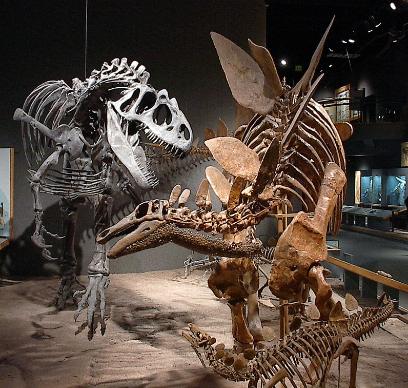 Allosaurus: The Perfect Predatory Machine (image credits: wikimedia)