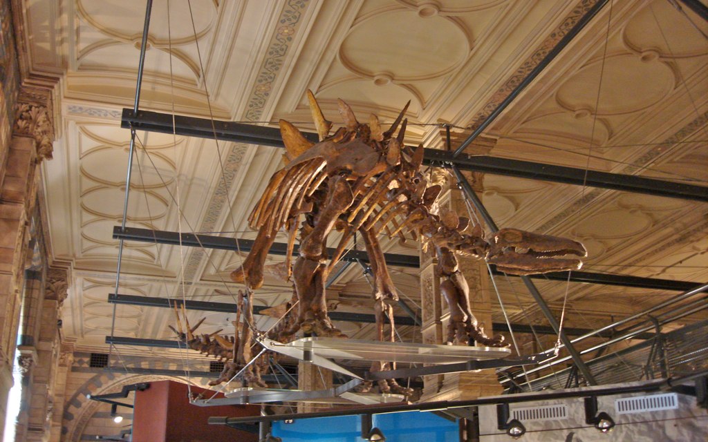 Stegosaurus: The Walking Fortress (image credits: flickr)