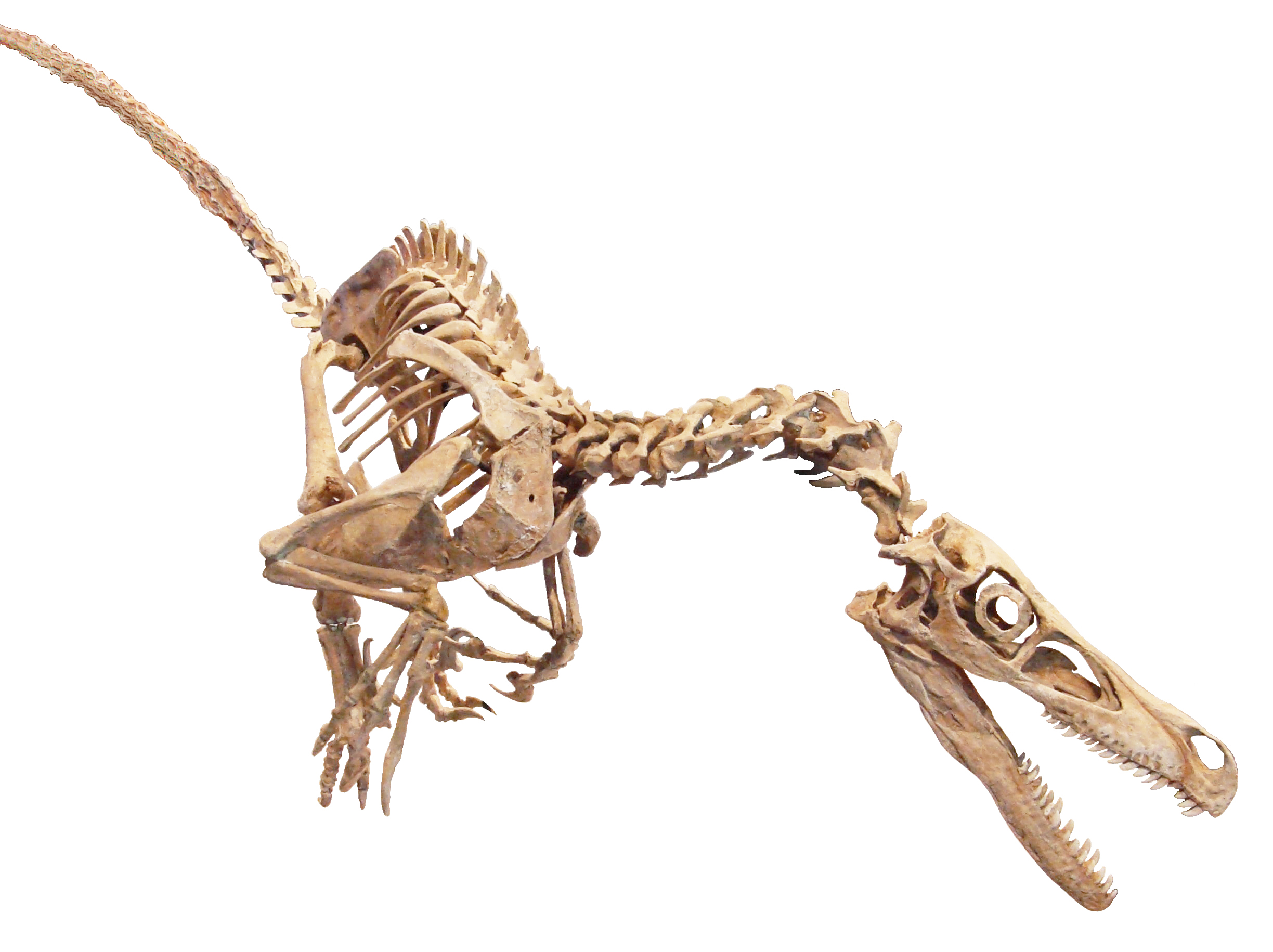 Pack Hunting Myths Versus Scientific Evidence (image credits: wikimedia)