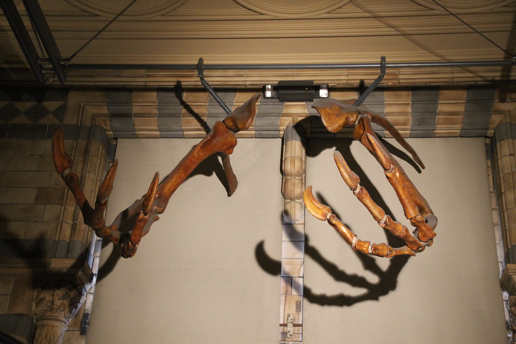 The Claw Controversy That Shook Paleontology (image credits: flickr)