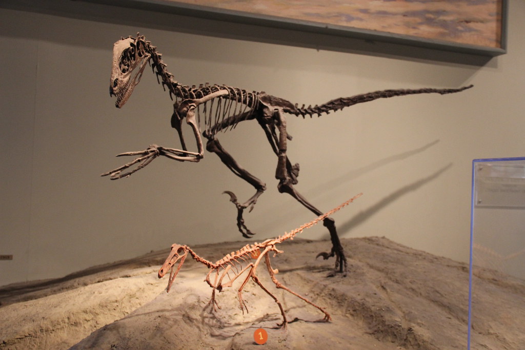 Fossil Evidence That Contradicts the Killer Image (image credits: flickr)