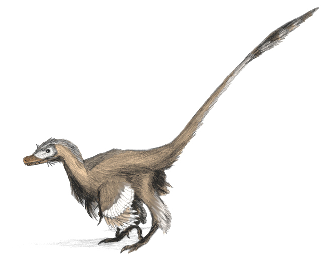 What Raptors Actually Excelled At (image credits: wikimedia)