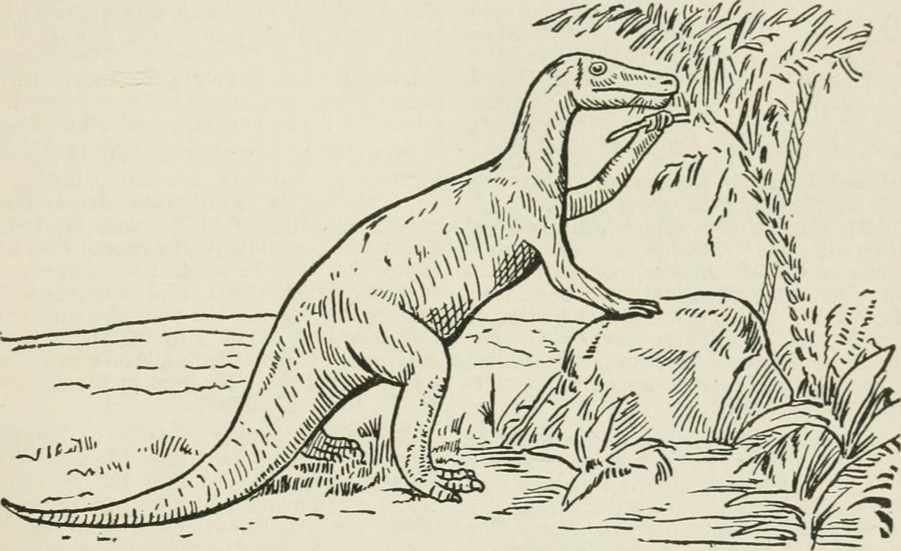 A Body Built for Two Worlds (image credits: wikimedia)