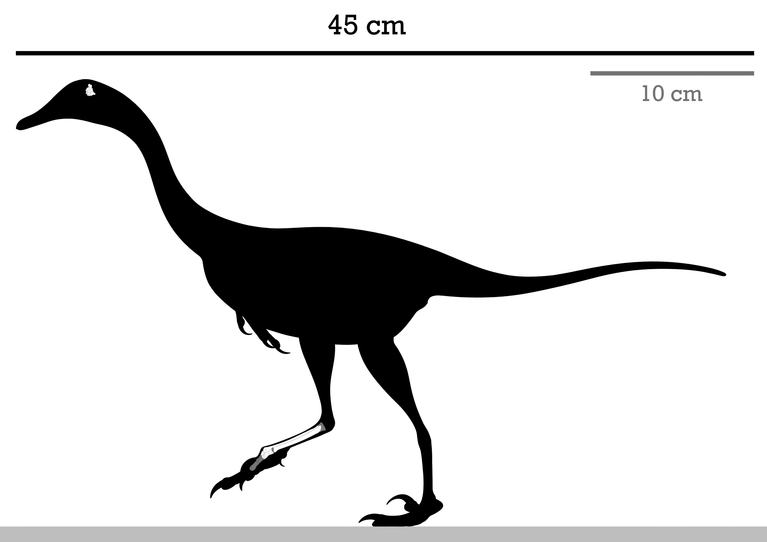 The Evolutionary Puzzle (image credits: wikimedia)