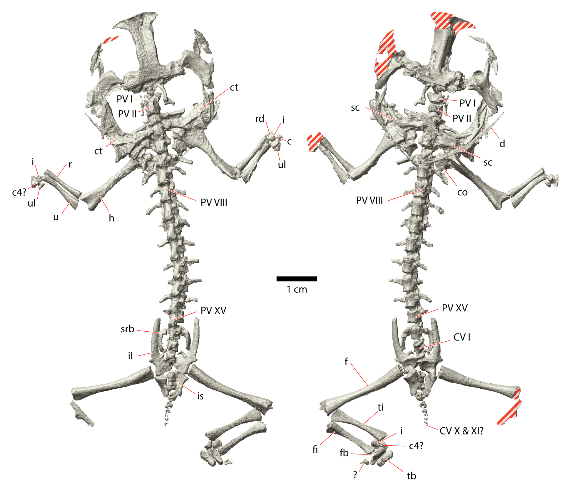 The Technology Behind the Discovery (image credits: wikimedia)