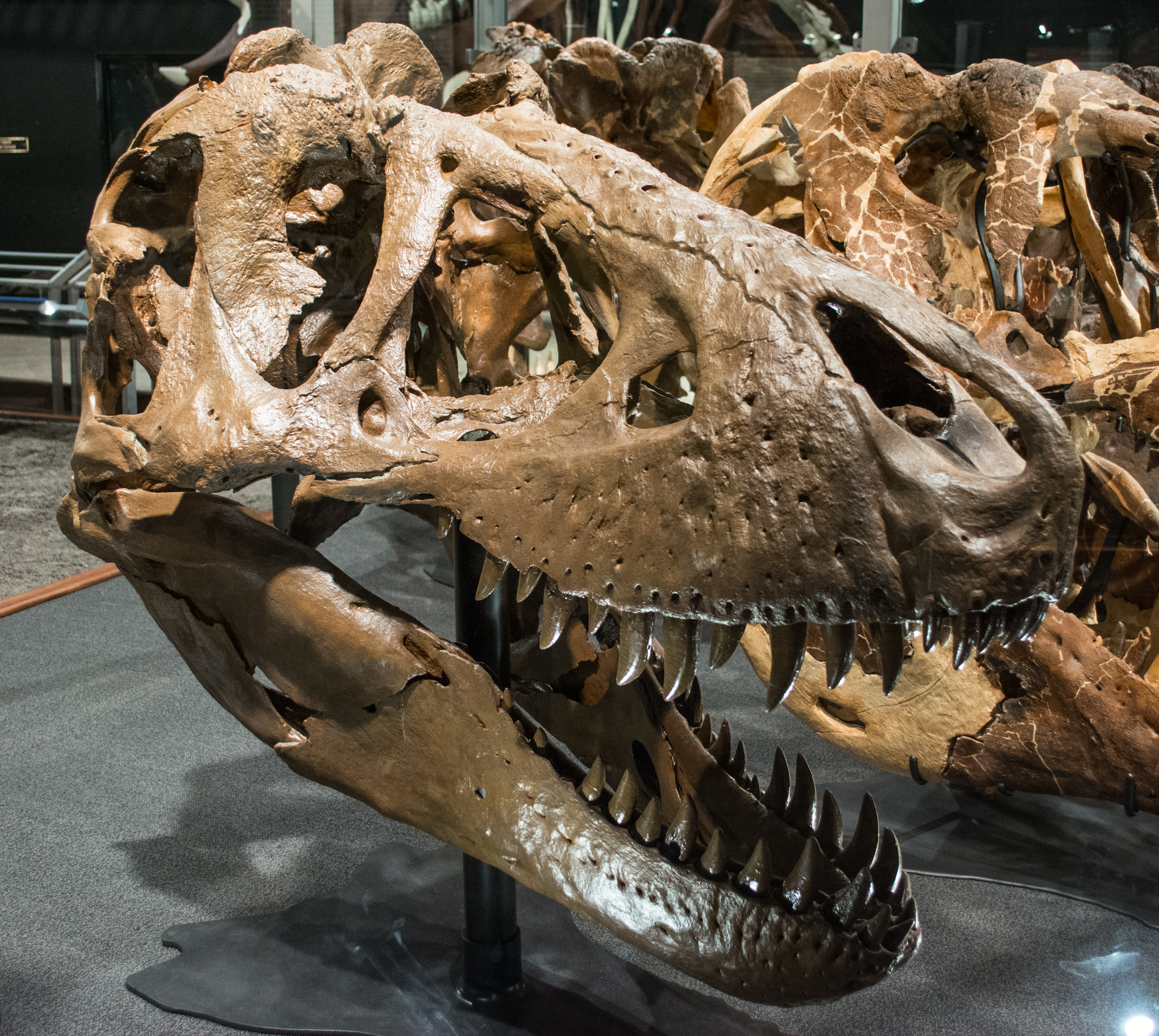 Why Dinosaurs Never Had a Chance in the DNA Game (image credits: wikimedia)