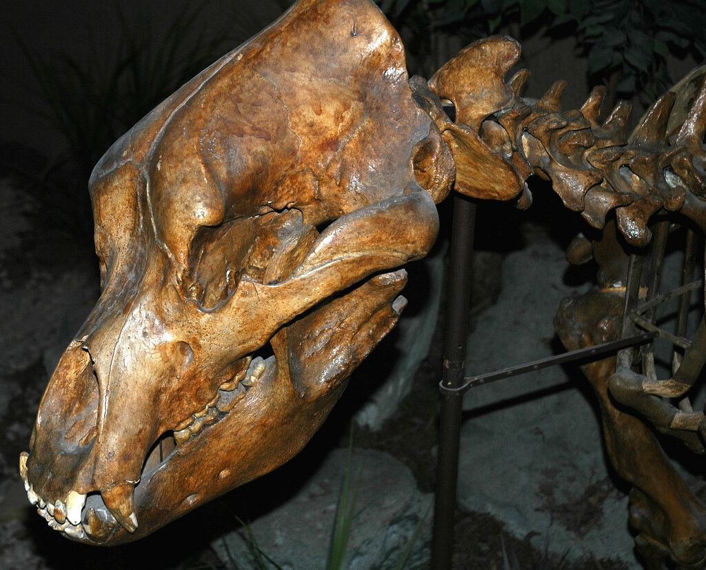 Beyond Mammoths: Other Ancient DNA Success Stories (image credits: flickr)