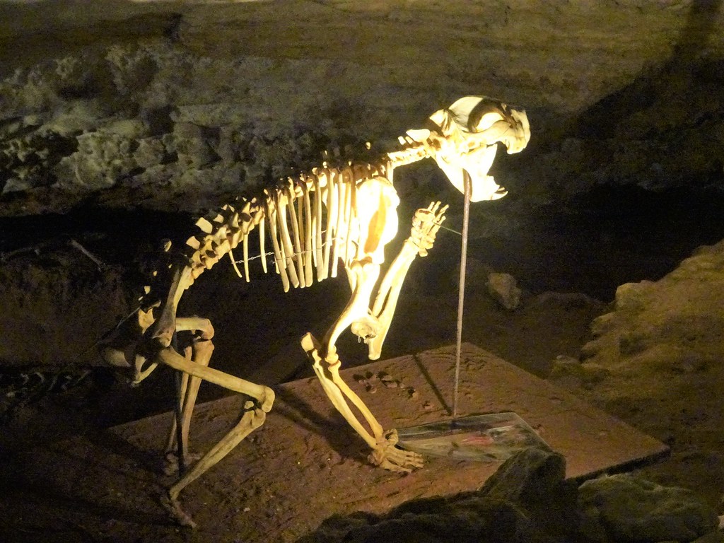 The Surprising Diversity of Ancient Life (image credits: flickr)