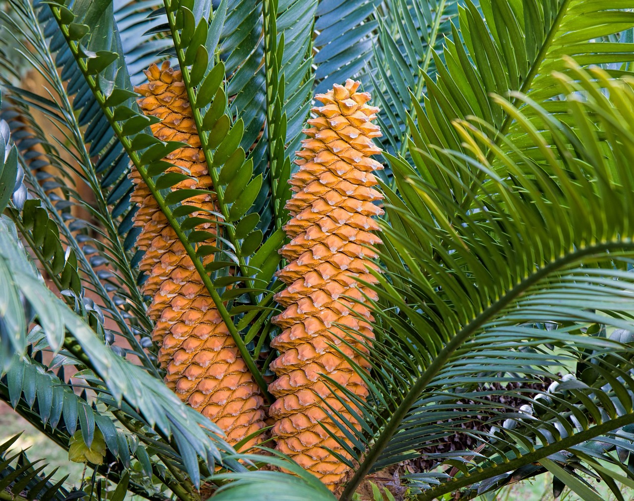 Cycads: The Crown Jewels of Jurassic Gardens (image credits: pixabay)
