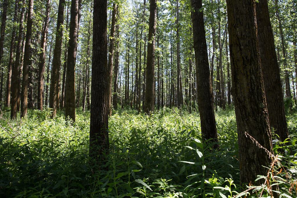 Ginkgo Forests: Living Fossils of the Jurassic (image credits: flickr)