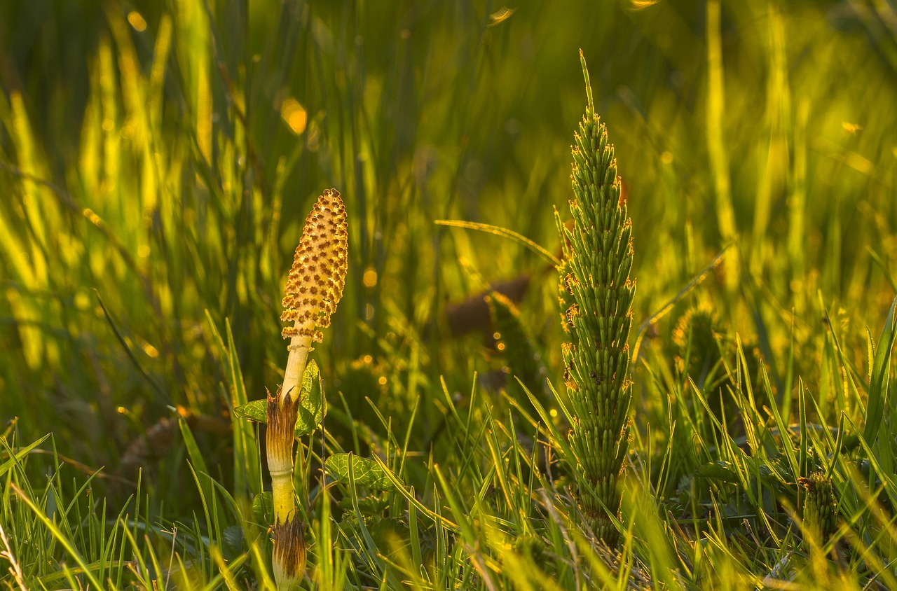 Horsetails: The Bamboo of the Jurassic (image credits: pixabay)