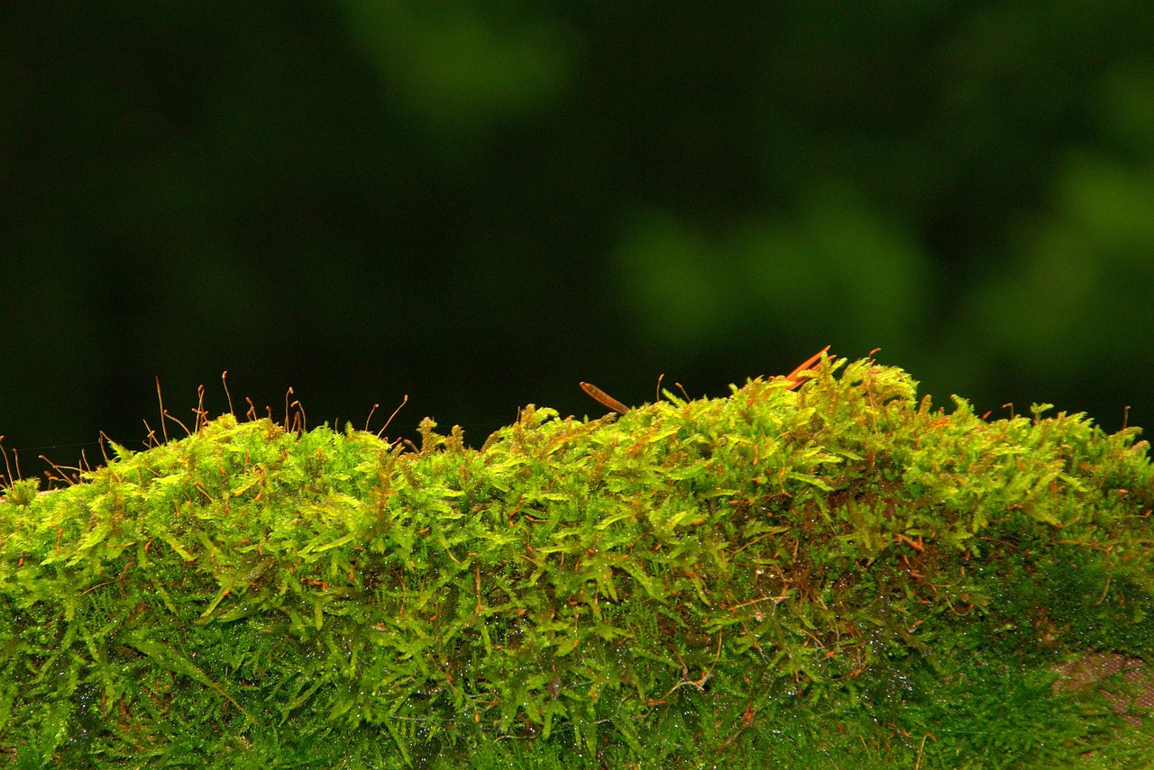 Moss Carpets: The Foundation of Jurassic Ecosystems (image credits: pixabay)