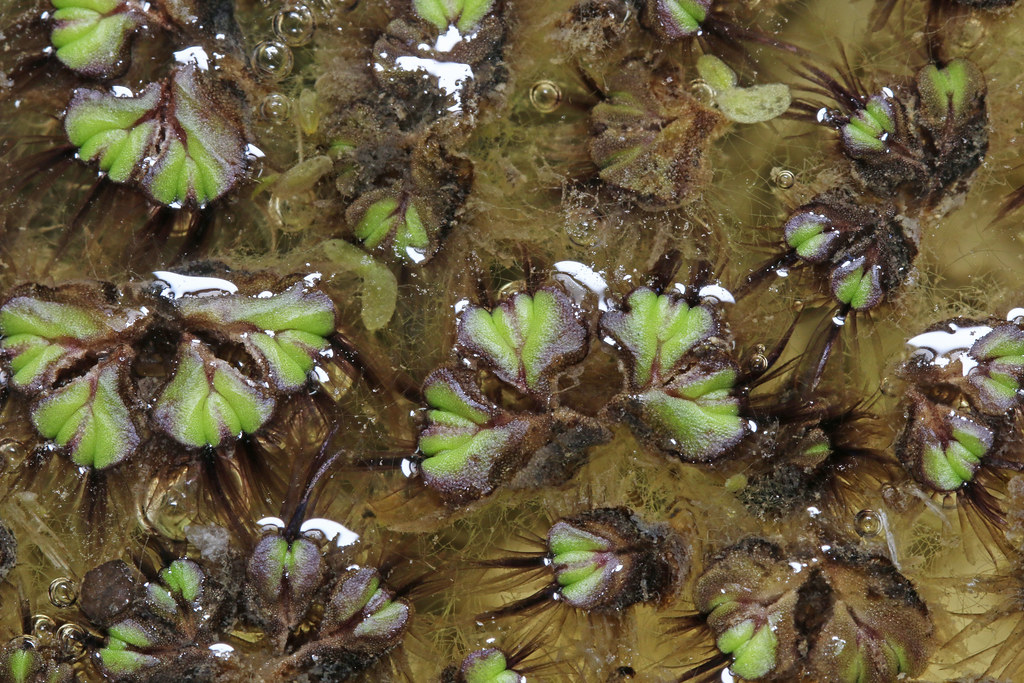 Liverworts: The Unsung Heroes of Wet Environments (image credits: flickr)