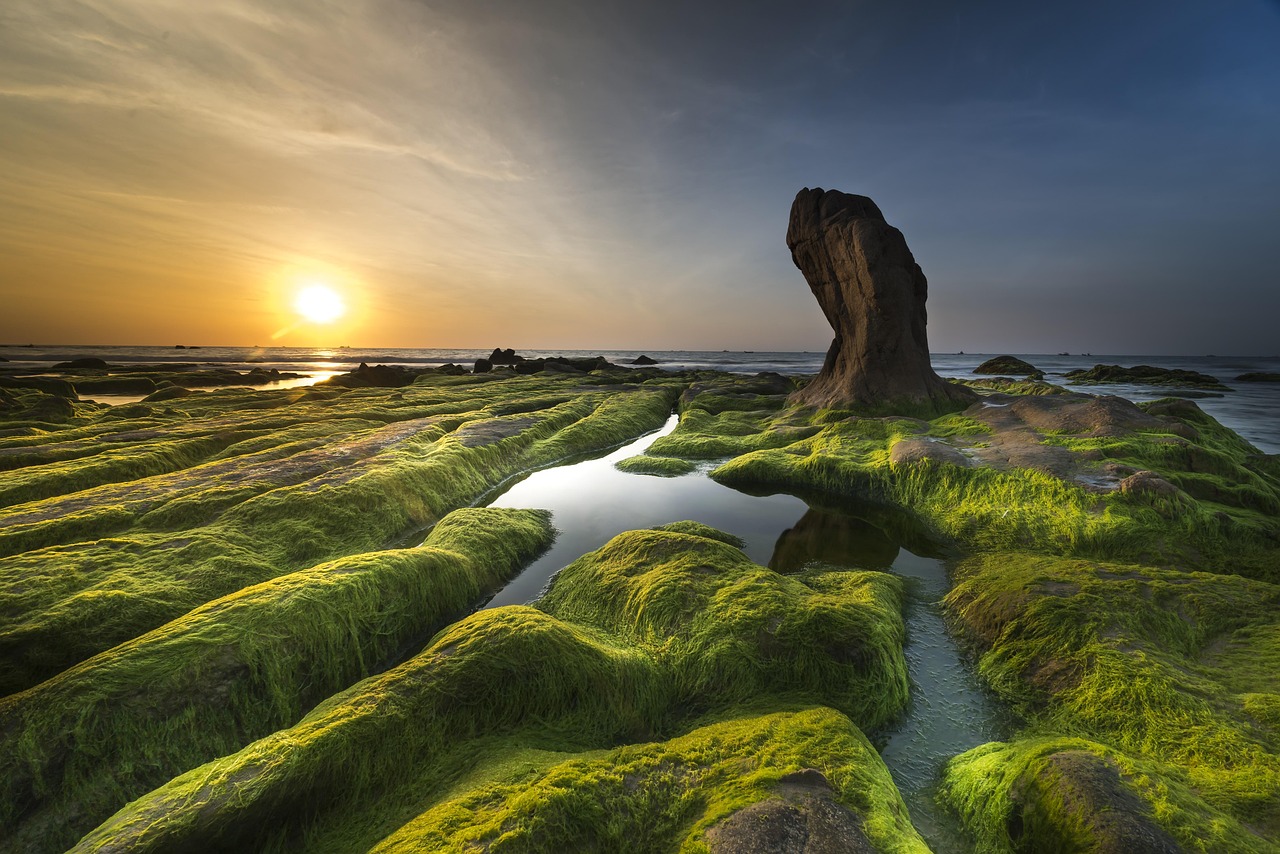 Algae Blooms: The Underwater Gardens (image credits: pixabay)