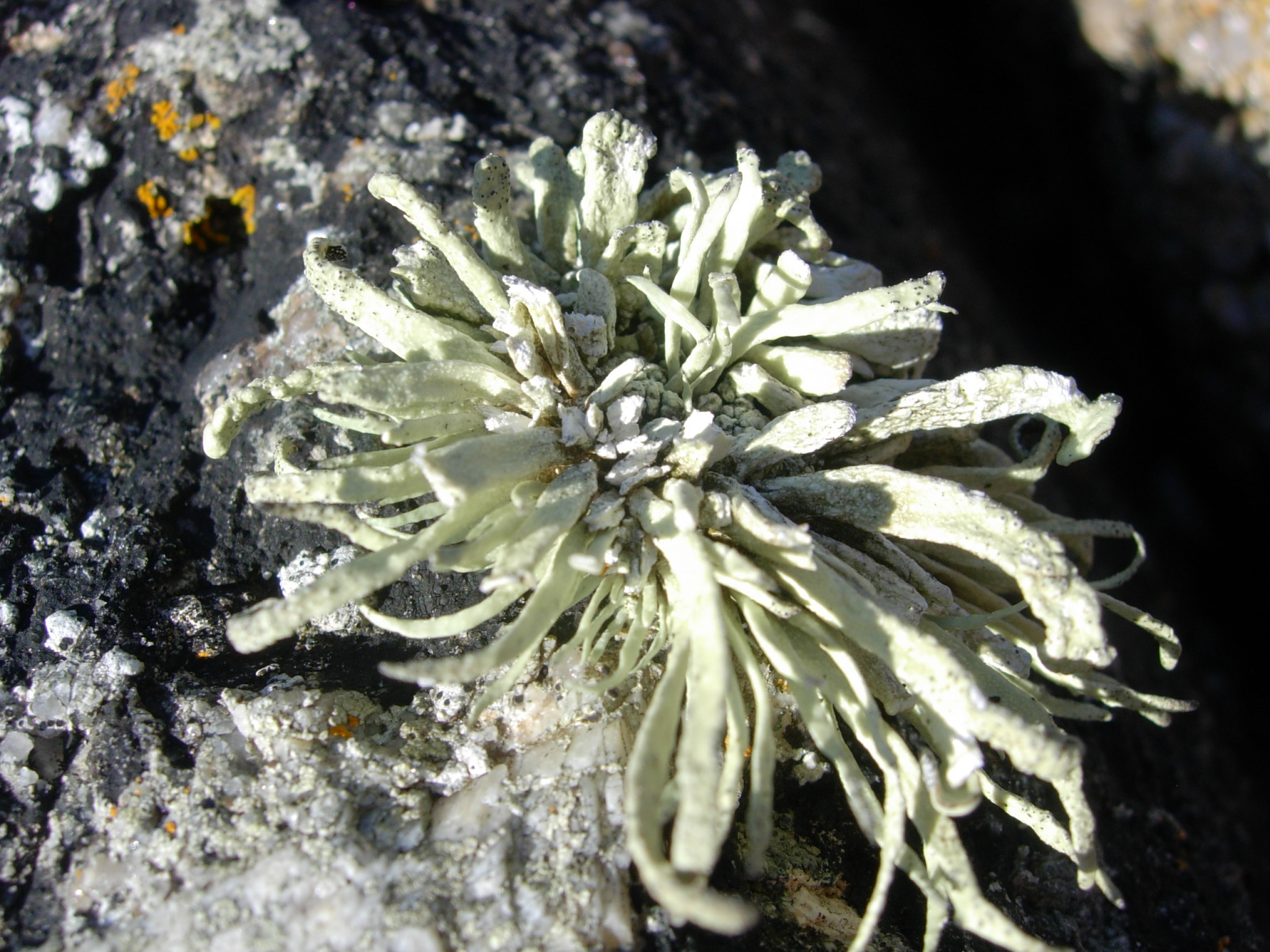 Lichens: The Pioneer Species of Harsh Environments (image credits: wikimedia)