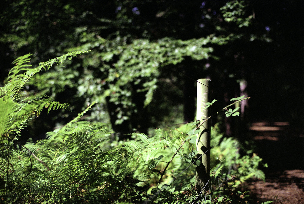 Seed Dispersal: The Jurassic Distribution Network (image credits: flickr)